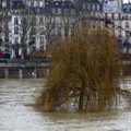 【慎入】洪水將至，鼠患也來了！巴黎塞納河暴漲 逾400萬老鼠恐湧入城市