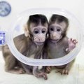 生命科學重大突破《西遊記》神話實現：中國科學家成功「複製」猴子，下一步會是複製人類嗎？