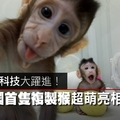 【圖解影片】採桃莉羊技術　全球首隻複製猴兄妹誕生