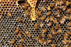 美兩屁孩蓄意破壞養蜂場　50萬蜜蜂慘死
