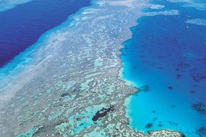 大堡礁珊瑚白化怎麼辦？澳洲政府砸14億搶救，環保團體痛批：解決氣候變遷才是重點