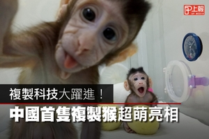 【圖解影片】採桃莉羊技術　全球首隻複製猴兄妹誕生
