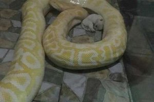 驚！中國動物園拿幼犬餵食大蟒蛇 只見小狗顫抖悲鳴