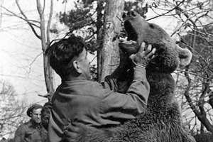 這隻熊的一生超傳奇，不僅打過「二戰」，還獲頒「下士」軍銜！