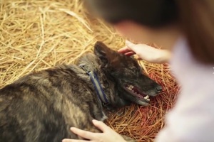 懼狗女孩成獸醫 背後故事令人動容