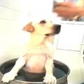 主人讓狗狗坐在鍋里洗澡，放蔥姜蒜的時候，狗狗立馬懵逼了