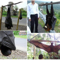 菲島發現【巨大蝙蝠】和人一樣大，當地人認為是山神化身