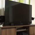 貓的魔術師《身體瞬間拉長的貓咪》電視機後是有什麼魔法空間嗎ww
