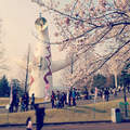 《日本櫻花季》配上太陽塔怎麼瀰漫著一股詭異的氣氛？