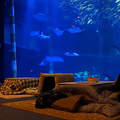 日本冬季限定《暖桌水族館》有如窩在家觀賞海洋生態的暖桌服務正流行
