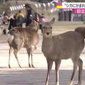 奈良觀光必小心《奈良公園鹿傷人案件大增》要餵就餵不要耍人家……