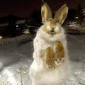 哈薩克發現《兔子零下56度被凍成標本》一整隻看起來就像活的一樣