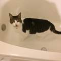 《貓咪愛跑浴室喝水的理由》貓主們長年的疑問終於獲得解答...