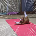 《貓用瑜珈墊的結果》看到沒～這才叫真正的「貓式」好嗎（抬）