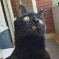 芬蘭黑貓《第一次走到窗台》外面的世界讓他整個不好了