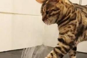 貓咪覺得自己臭臭的，自己跑浴室去洗澡太機智了吧