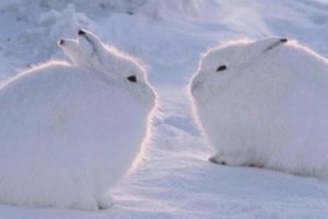 蹲著的北極兔像「一顆雪球」，當牠站起來的一剎那，「修長美腿」太搶眼了！！