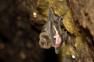 原來蝙蝠們成天都在為吃吃睡睡啪啪吵個沒完，他們的對話，簡直有毒！ 