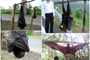 菲島發現【巨大蝙蝠】和人一樣大，當地人認為是山神化身