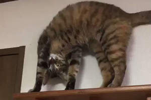 《姿勢超謎的貓咪》哪時候養成這爬高高練瑜珈的興趣啦ww