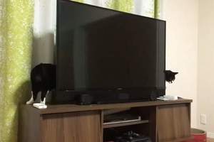 貓的魔術師《身體瞬間拉長的貓咪》電視機後是有什麼魔法空間嗎ww
