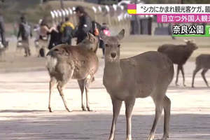 奈良觀光必小心《奈良公園鹿傷人案件大增》要餵就餵不要耍人家……