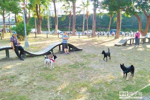 寵物運動公園 毛小孩最愛