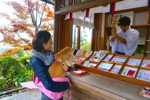 《可以帶著狗狗一起參拜的「神祇大社」》祈求寵物平安健康～還有可愛的狗狗繪馬可以寫喔