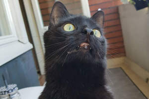 芬蘭黑貓《第一次走到窗台》外面的世界讓他整個不好了