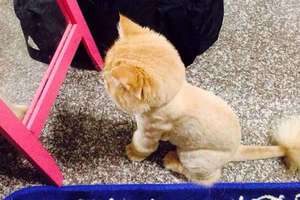 許多主人也紛紛幫家裡的長毛寵物們進行「大改造」，但國外一位網友在替家裡的貓咪剃毛後，貓咪卻顯然很難接受它的新造型，在鏡子...