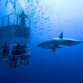 深海潛水觀賞（研究）鯊魚！