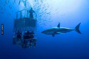  深海潛水觀賞（研究）鯊魚！