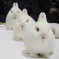 神經病院里的三只小白兔