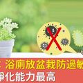 美研究：浴廁放盆栽防過敏，這兩種淨化能力最高