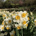 陽明山群花競艷 湖山綠地水仙花展迷人香氣