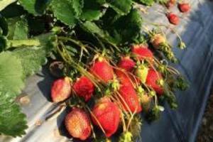 【懶人包】嚴選大湖6家草莓園 自己的草莓自己採！