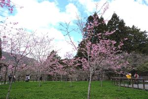 迎接阿里山花季 森鐵花卉攝手遊程暖身