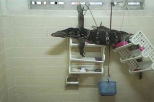 浴室駭人巨響 老翁驚見2公尺巨蜥