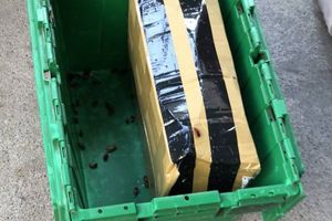 缺德賣家寄送活體 「這生物」讓物流大崩潰