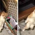 奶貓滿眼愁苦的站在貓砂盆裡，到底是發生什麼回事呢？