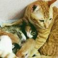 貓媽媽快要生了，公貓各種意外的表現暖哭了主人：這才是愛情該有的模樣！