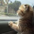 第一次坐車的小奶貓，對世界非常好奇，當網友看到小奶貓表情後全都被萌化了！