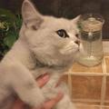 撿了一隻銀色貓咪，網友稱這貓咪是「行走的人民幣」！