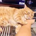 橘貓枕著鏟屎官的手入睡，企圖讓他回心轉意，不要只顧玩遊戲！