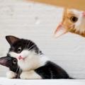 你知道為什麼貓咪喜歡打呼嚕嗎？
