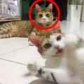 貓咪長大後只有一種表情，網友一直懷疑是否面癱，直到親了牠以後，露出令人爆笑的表情！