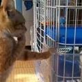貓咪望著籠子里的天竺鼠，不懷好意的在擦口水，彷彿看到牠一臉奸笑......