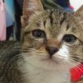 網友收養了隻超萌小貓，半年過去了，網友：誰把我家貓給調包了？