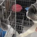 網友在寵物店看中一隻貓，準備帶走的時候，見證了貓咪間的深情！