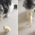 剛帶回家的小雞被貓盯上，慫貓反遭「戰鬥雞」怒啄，喵：長大再跟你算賬！
